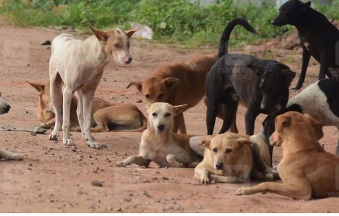 പോലീസുകാരിയുടെ തെരുവുനായ്ക്കൾ സംരക്ഷണകേന്ദ്രത്തിലേക്ക് ;അയൽ വീട്ടുകാർക്ക് ആശ്വാസം